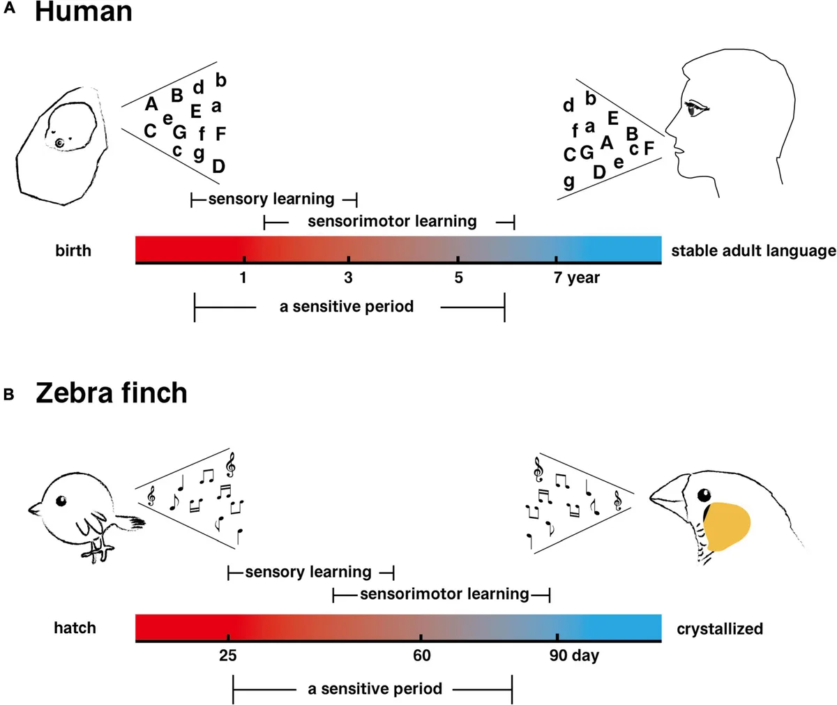How Mockingbirds Learn and Imitate Songs