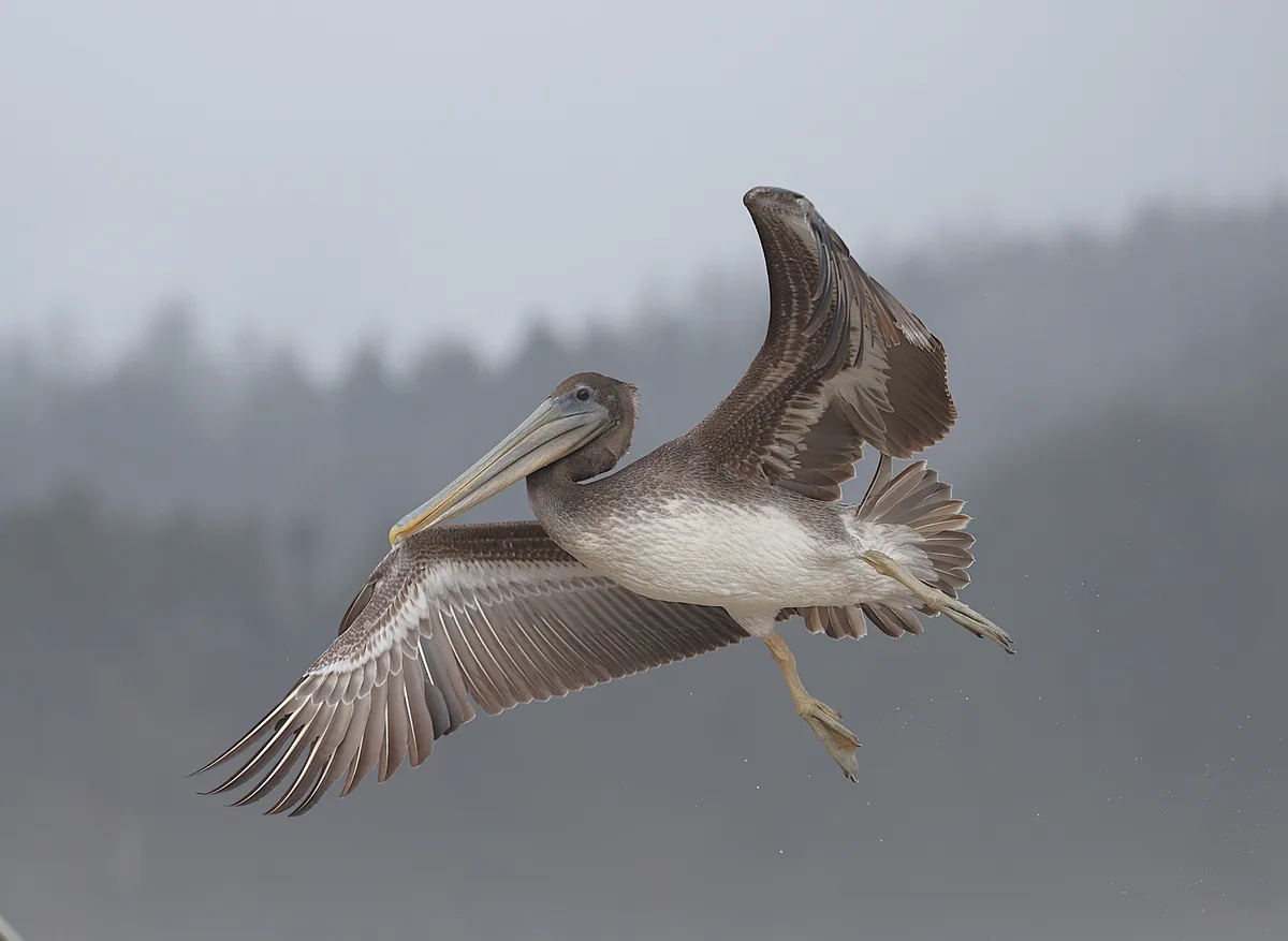 How Pelicans Master Long Flights