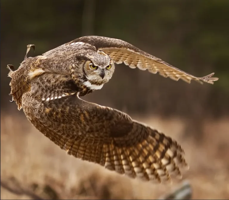how silently can owls fly