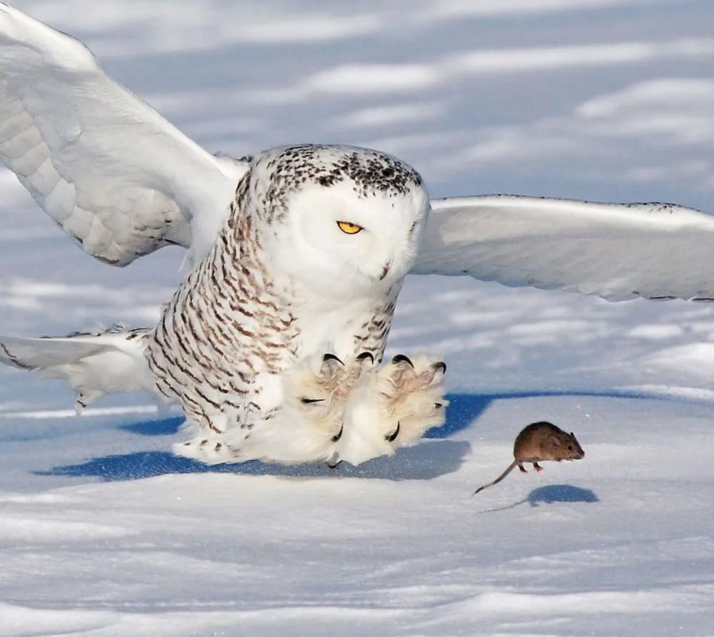 How Snowy Owls Hunt Their Food