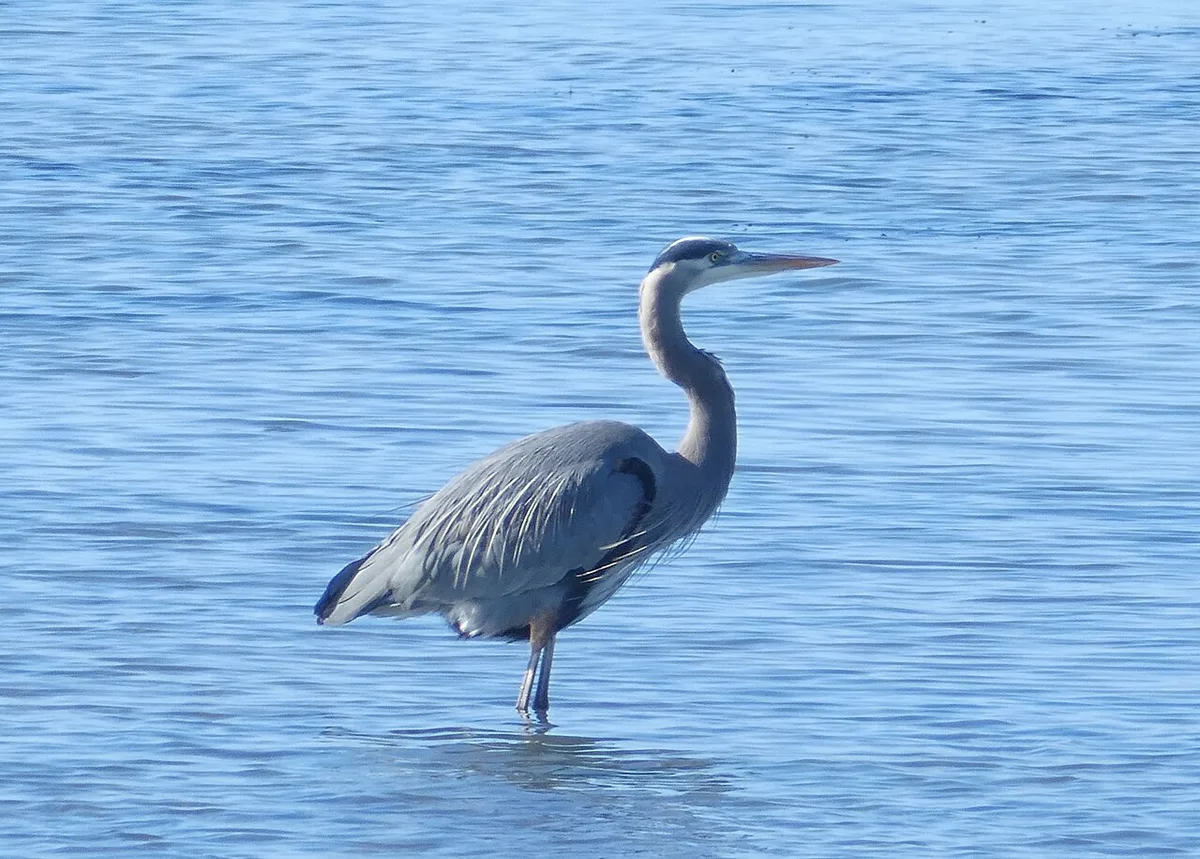 how tall can a great blue heron get
