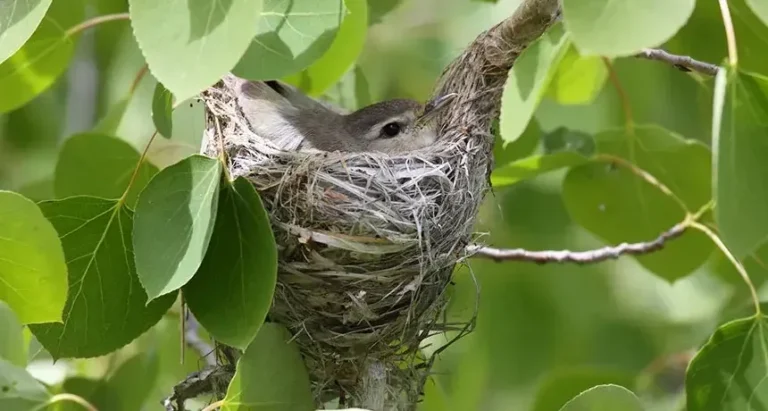 how to identify a bird nest