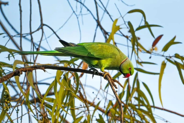 how to identify a parrot