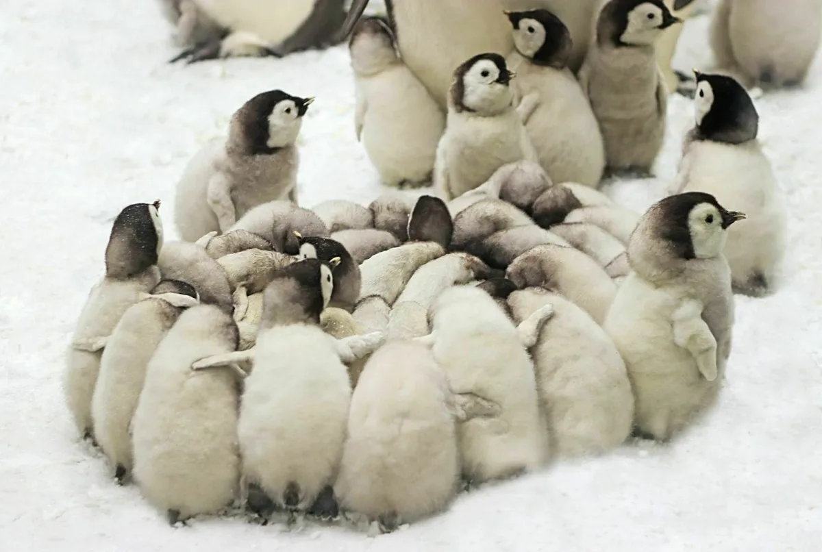 huddling behavior