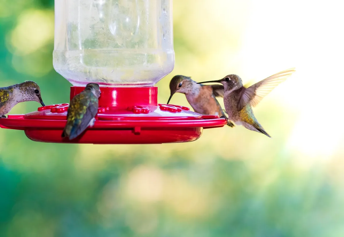 hummingbird nectar