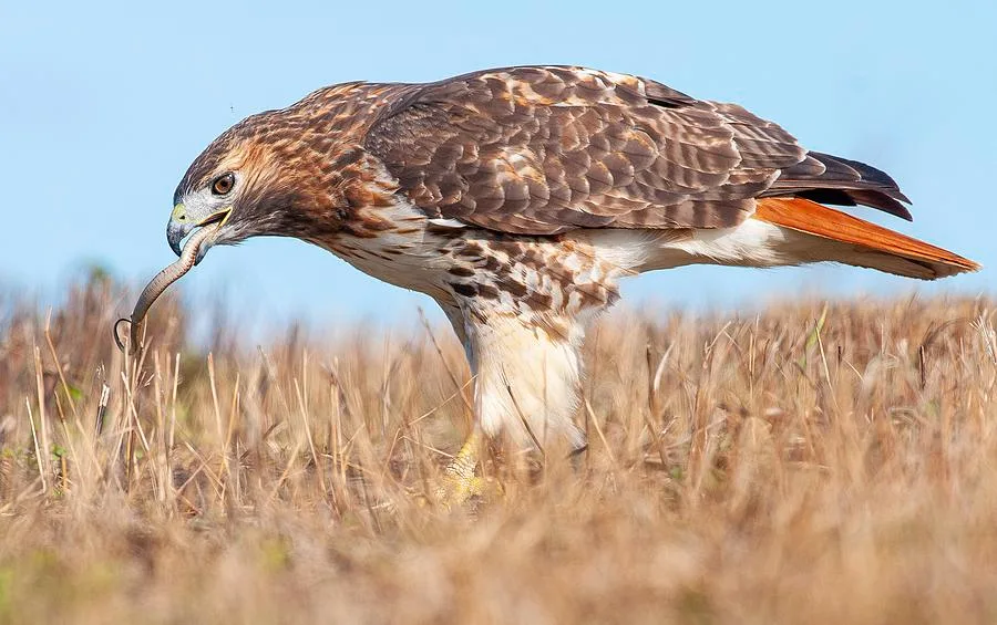 Hunting from Above