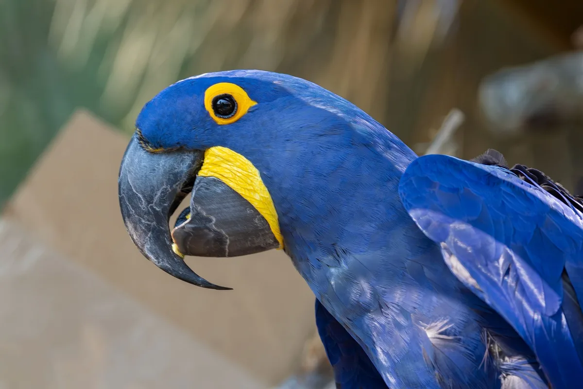 Hyacinth Macaw