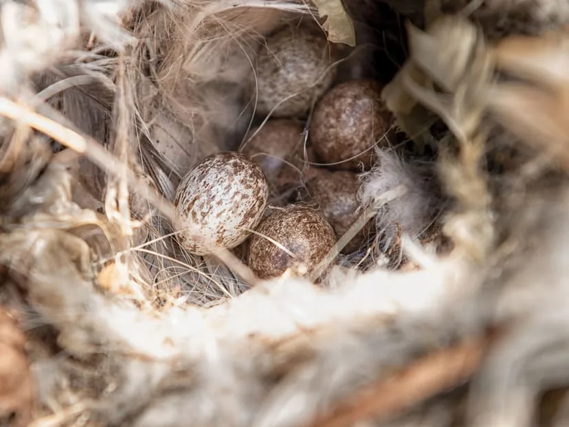 Identifying Nesting Materials and Structures