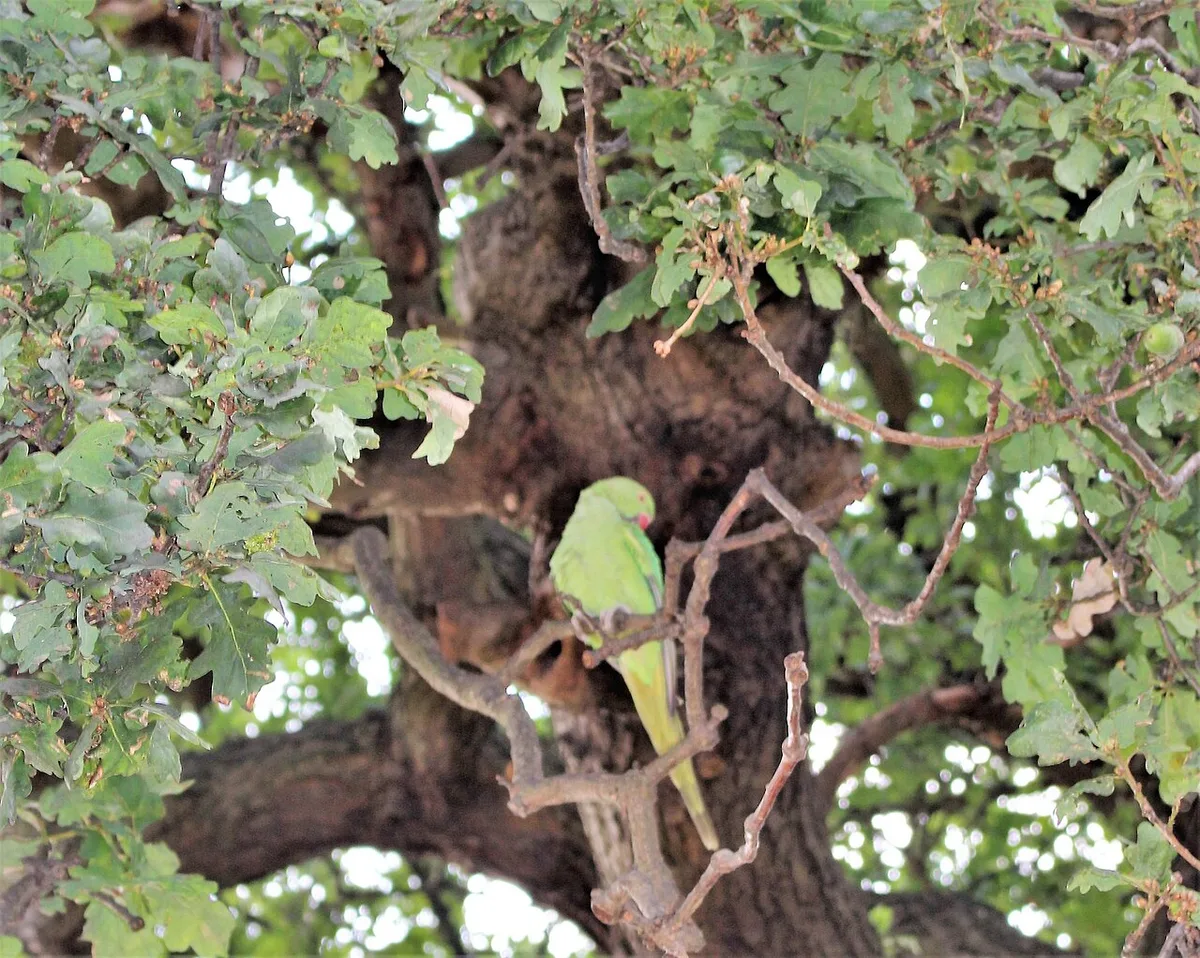 Indian ringneck parrot facts