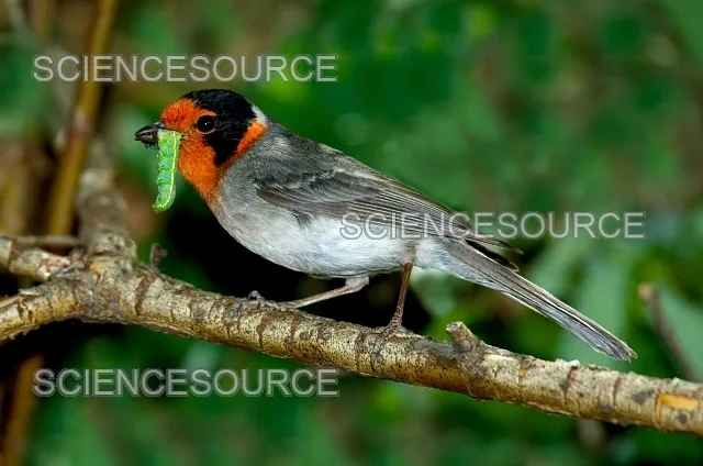 insectivorous birds