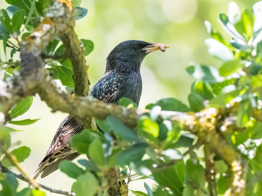 insectivorous feeding