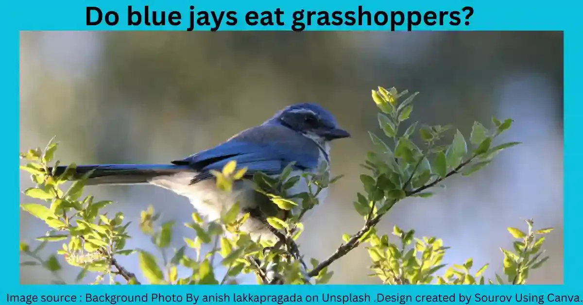 insects blue jay eat