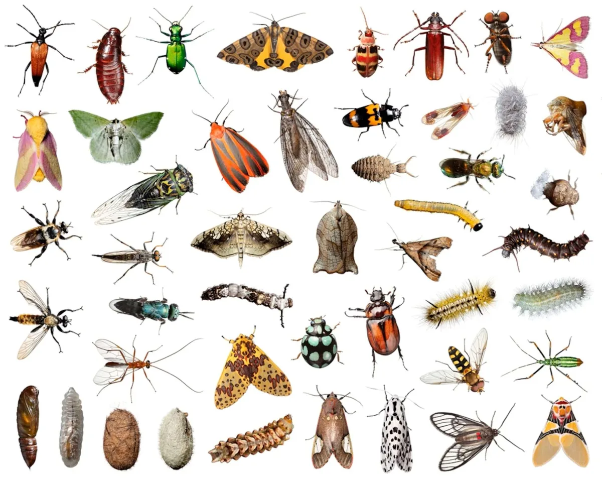 insects spiders and more