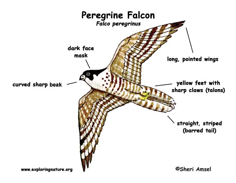 Key Features Peregrines Seek