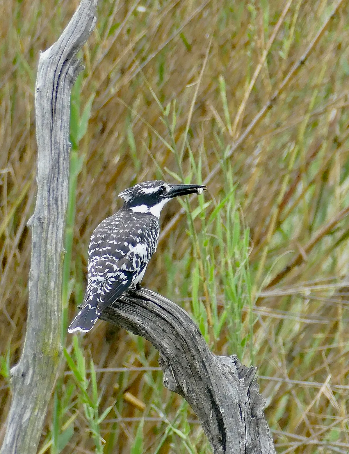 kingfisher diet