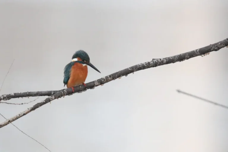kingfisher facts