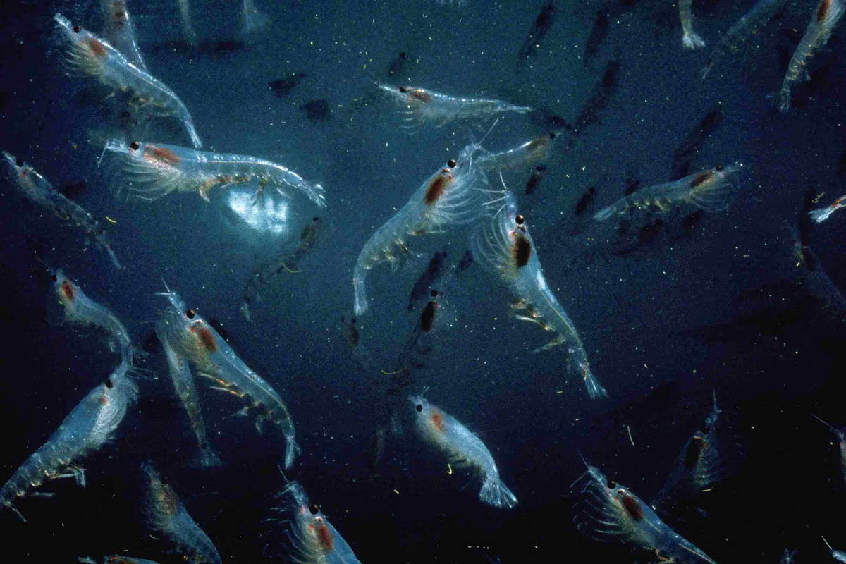 Krill