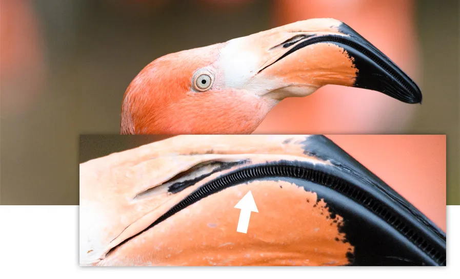 lamellae flamingo beak