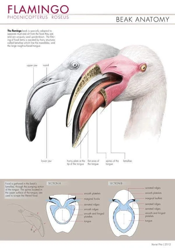 Lamellae in beak