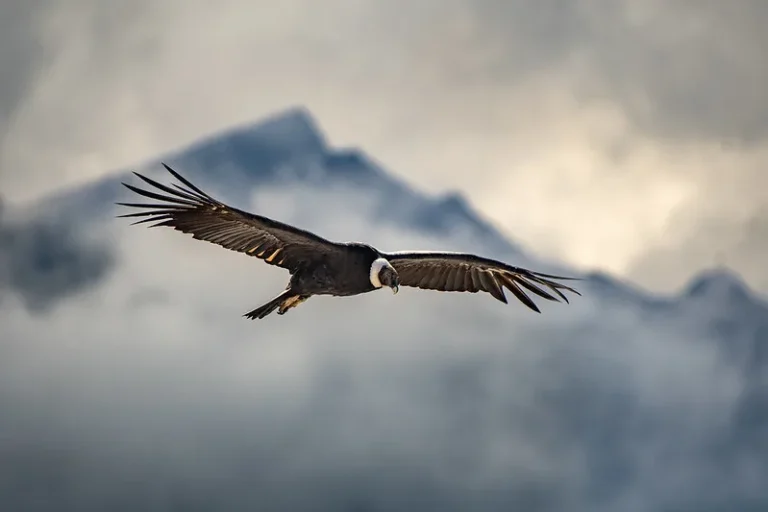 large birds