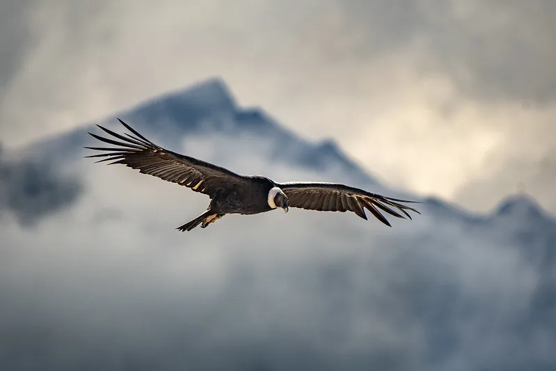 large birds