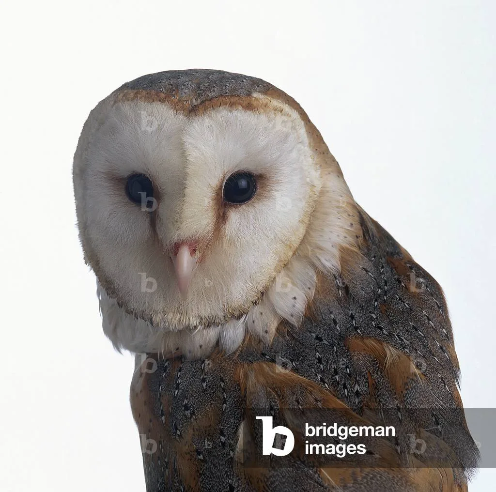 Large, forward-facing eyes