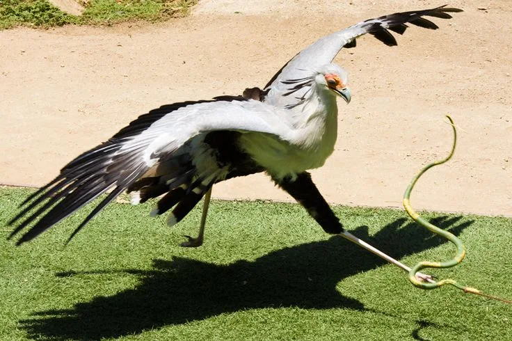 Legs (of Secretary Bird)