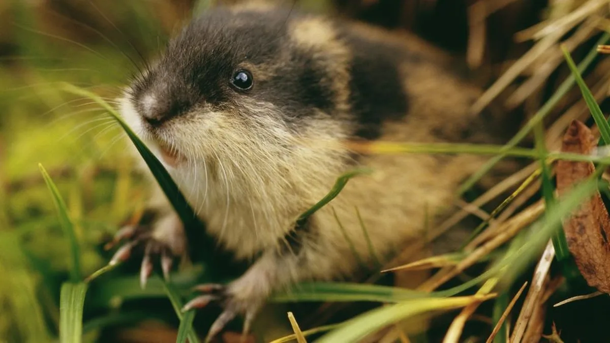 Lemmings and Voles