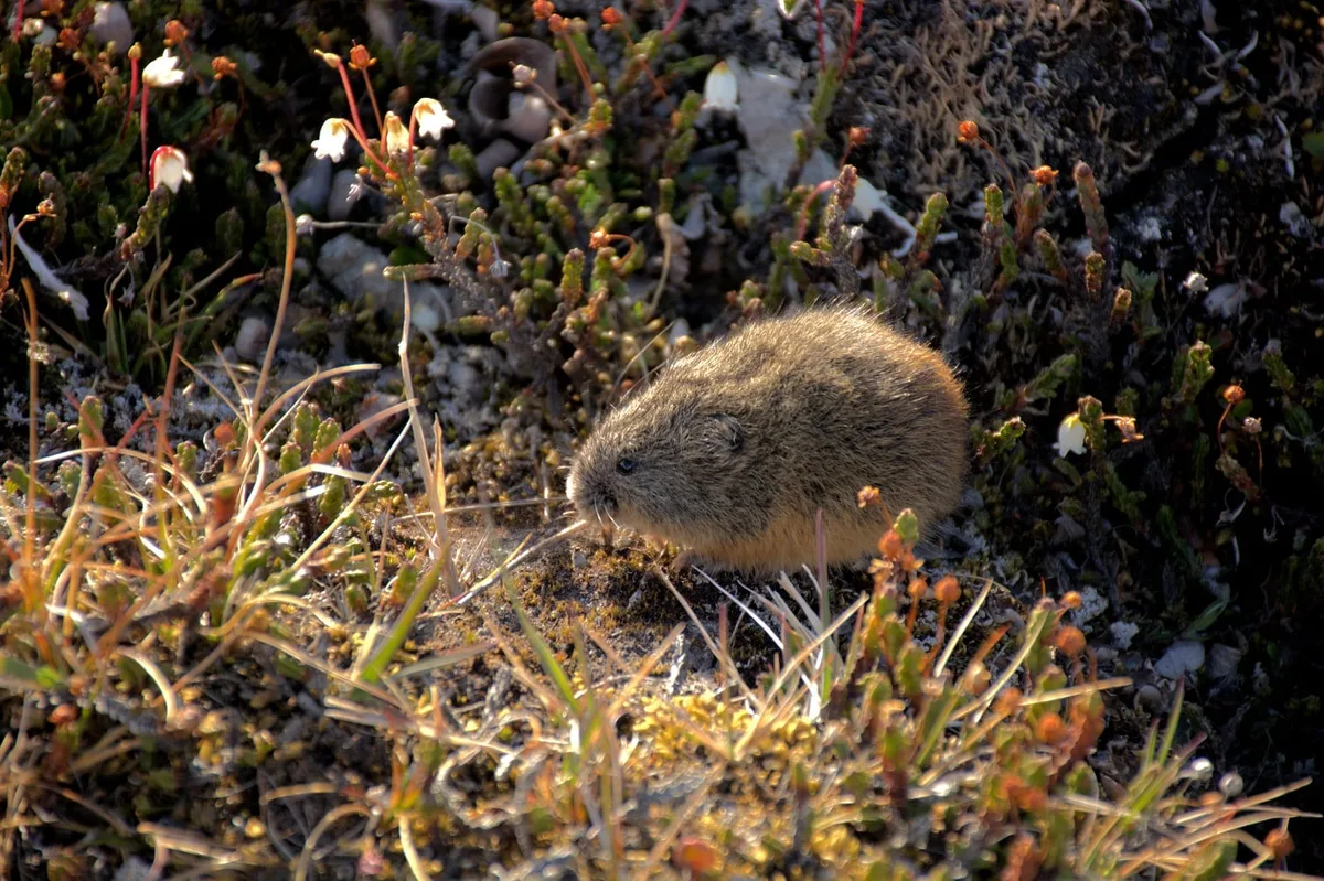lemmings