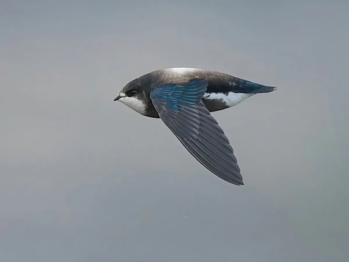 Level Flight