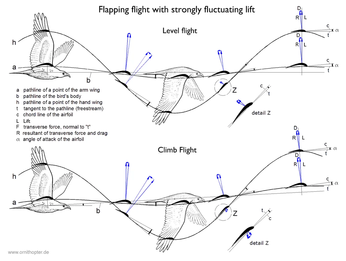 Level Flight vs. Dives