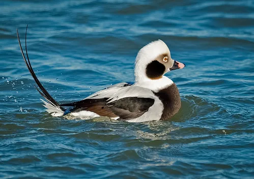 Long-Tailed Duck