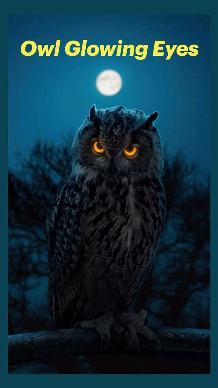 Low-Light Performance: Seeing in the Dark