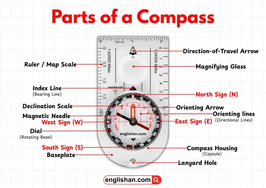 magnetic compass bird navigation