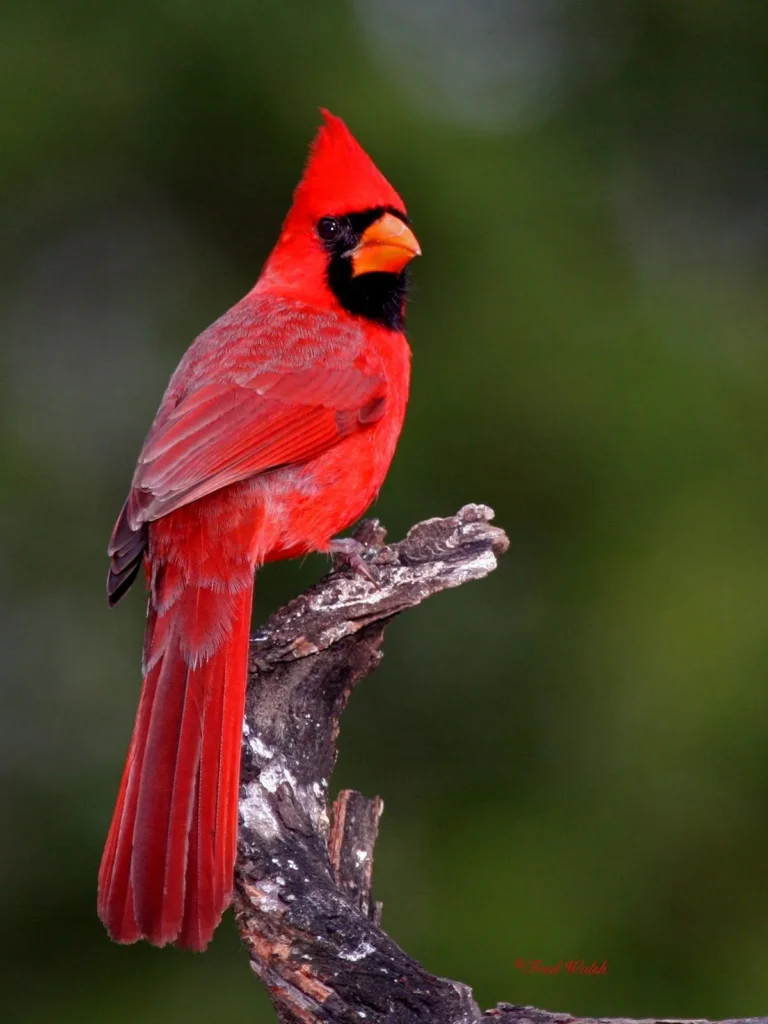 male cardinals red