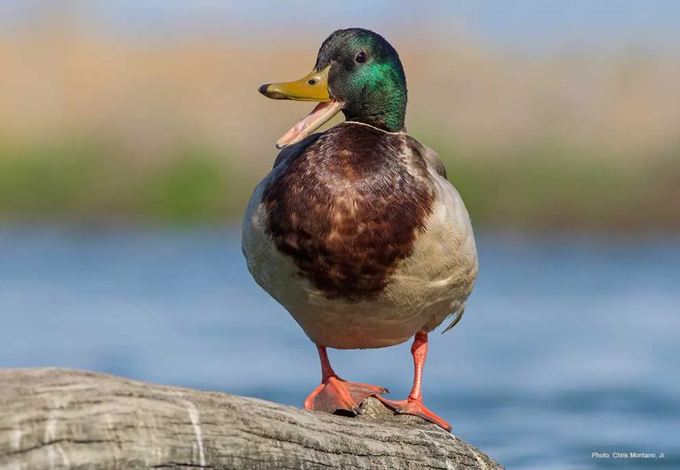 Male ducks: A different tune