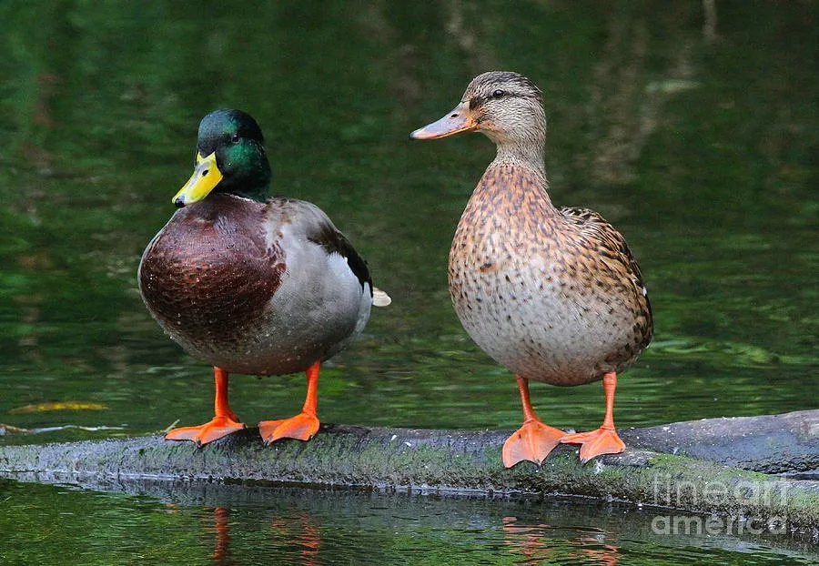 mallard duck facts