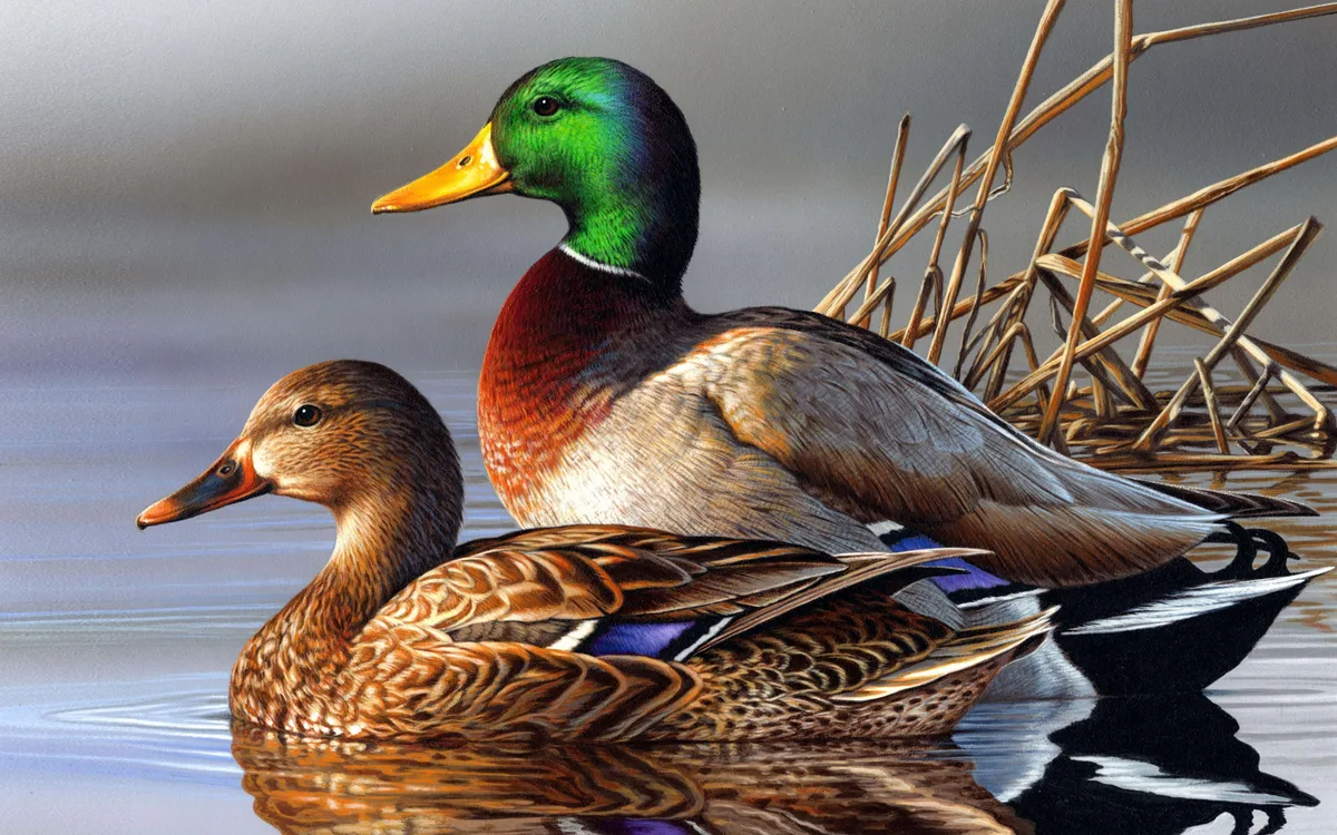 Mallard Duck
