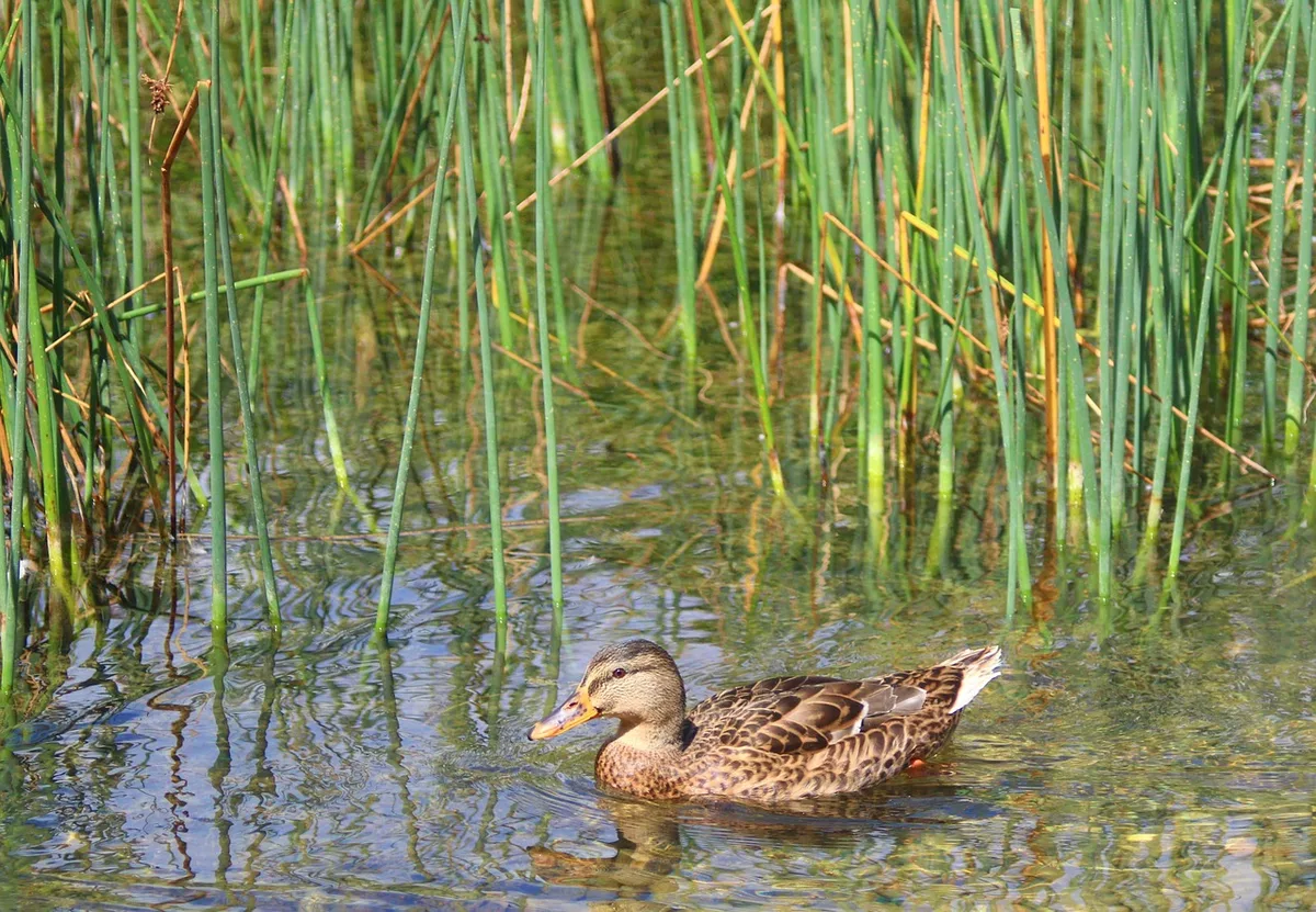 mallard duck roosting locations