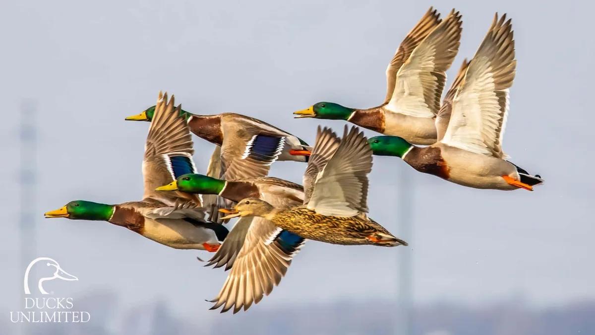 mallard ducks flight speed