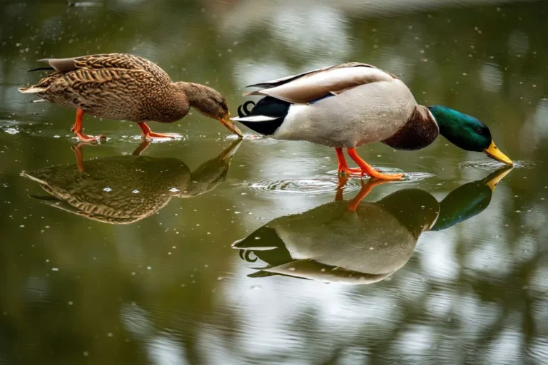 Mallard Ducks