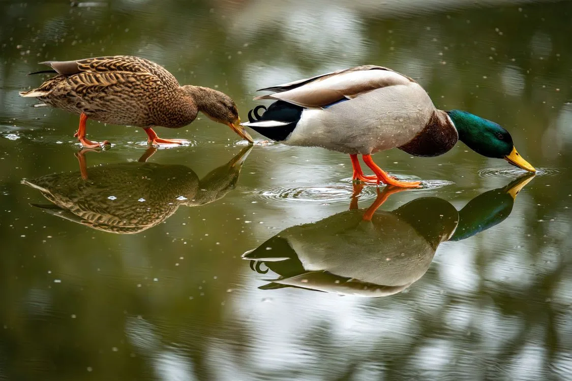 Mallard Ducks
