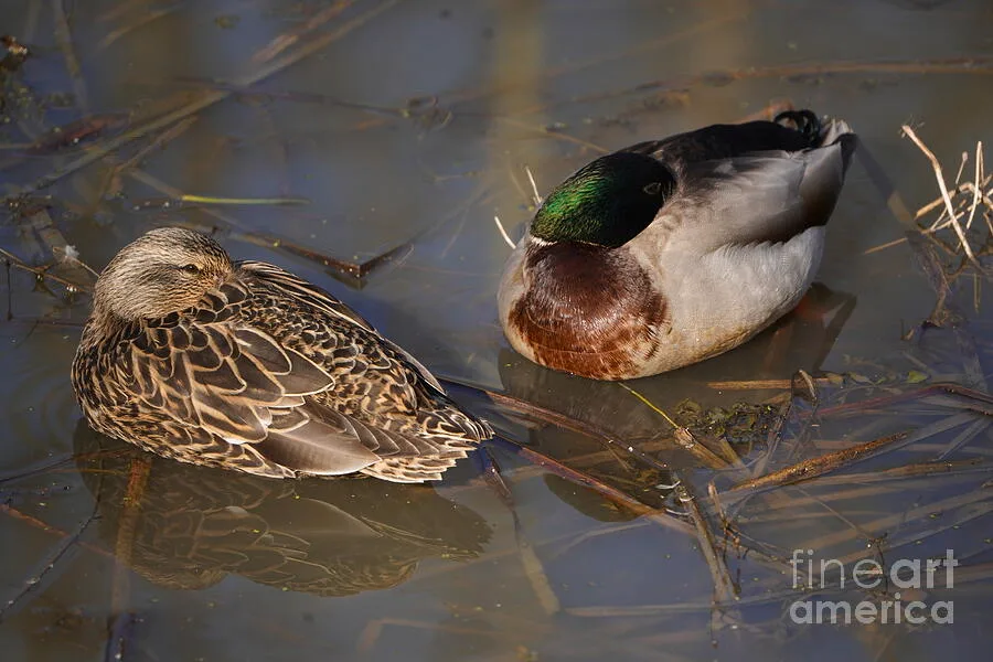 mallard ducks sleeping