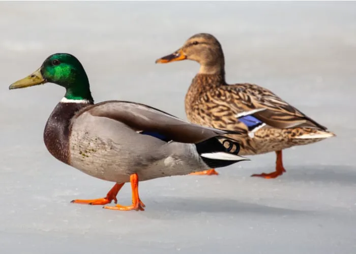 Mallard Pair Bonds Explained