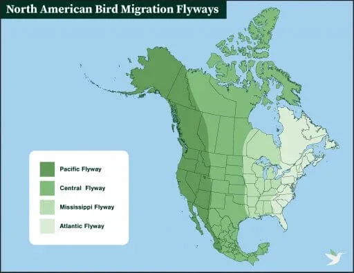 migratory bird flyway map