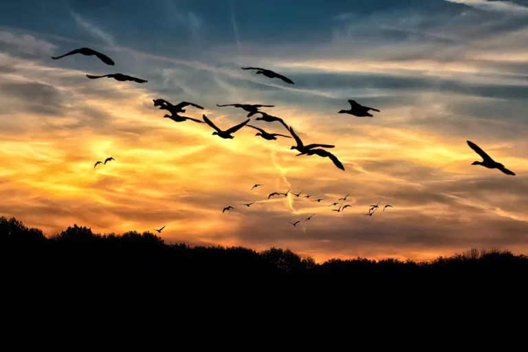 migratory bird species
