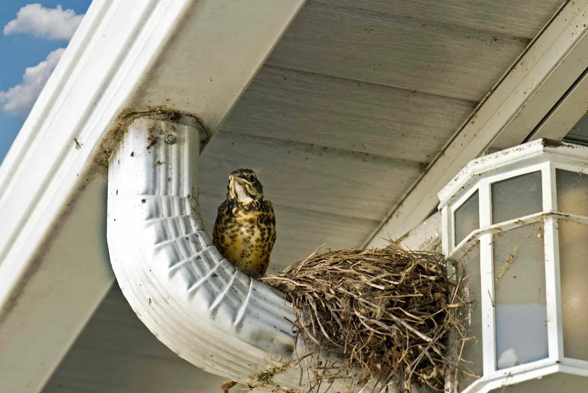 Migratory Bird Treaty Act nest protection