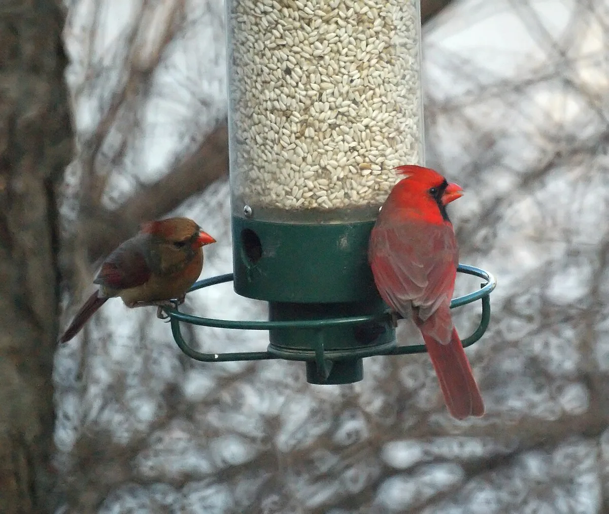 most common birds