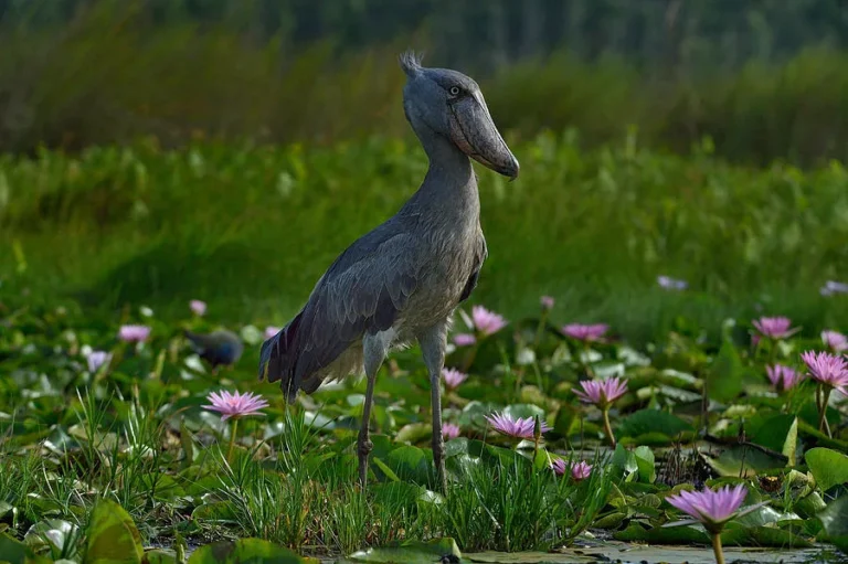 most unusual birds
