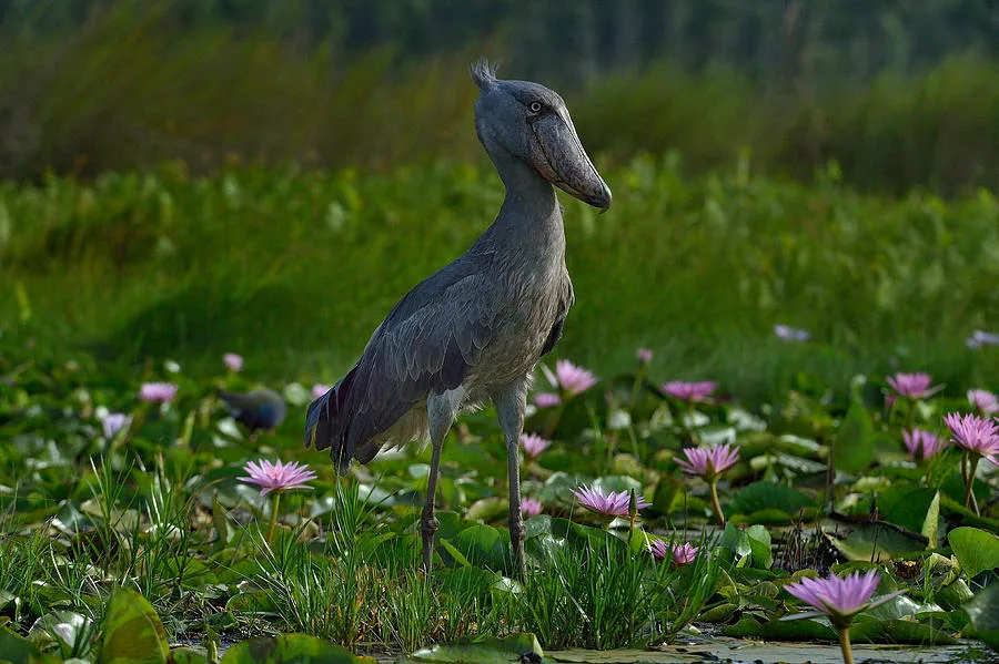 most unusual birds